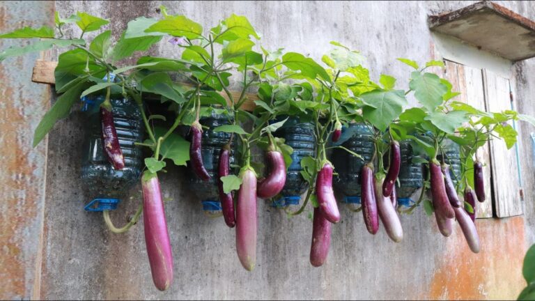 Questo semplice gesto trasforma bottiglie in frutteti di melanzane… sorprendente!
