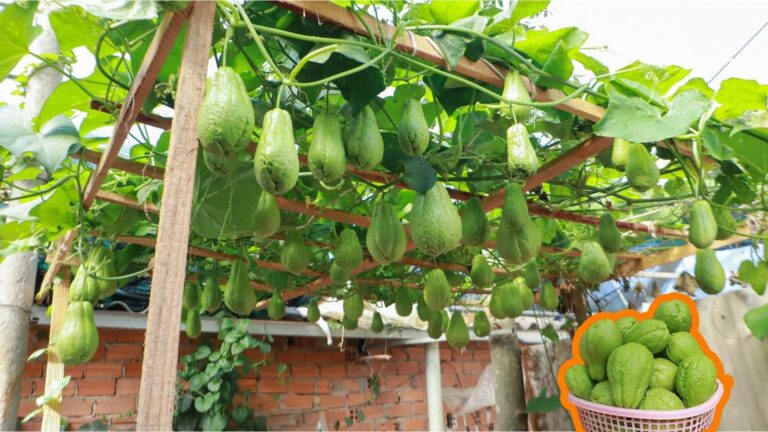 Questo metodo geniale trasforma il tuo terrazzo in una fruttiera… scopri come!