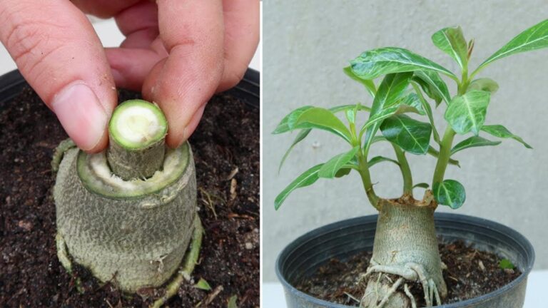 Questo trucco semplice trasforma la tua pianta in un capolavoro…