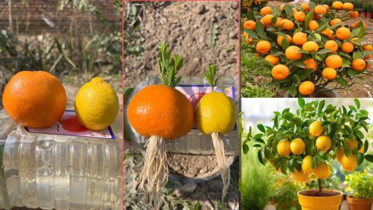 Questo trucco originale permette di far crescere limoni e arance in una semplice bottiglia…