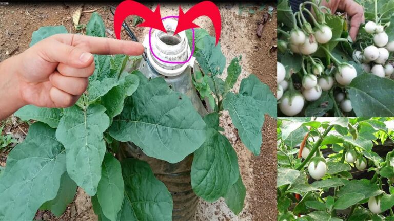 Questo metodo geniale trasforma rifiuti da cucina in melanzane fresche…