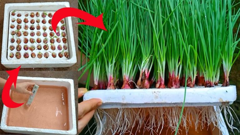 Questo metodo sorprendente trasforma le cipolle in un orto idroponico in casa…