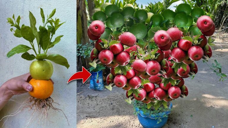 Questo semplice gesto ti svelerà come innestare arance e mele… riscopri i frutti sorprendenti!