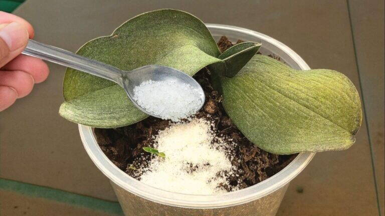 5 modi per far rinascere un’orchidea appassita che sorprenderanno chiunque