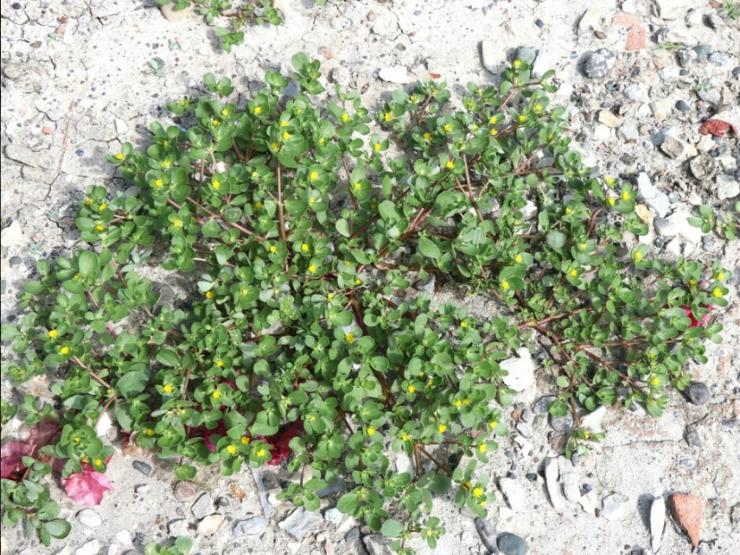 Portulaca: 10 Benefici e Modi per Utilizzarla in Cucina e nella Vita Quotidiana