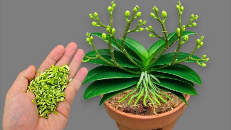 Il segreto di 1 cucchiaio a settimana: fai fiorire la tua orchidea tutto l’anno!