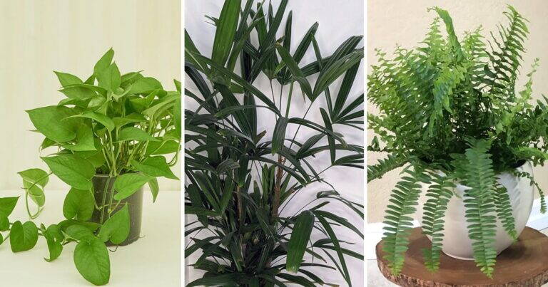 9 Piante che Aiutano a Purificare l’Aria di Casa e a Ridurre i Cattivi Odori