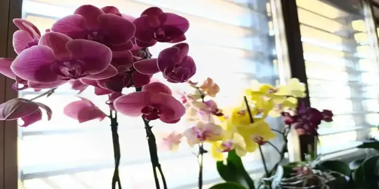 Dopo questi consigli avrai orchidee fiorite e favolose: ecco cosa fare e cosa evitare