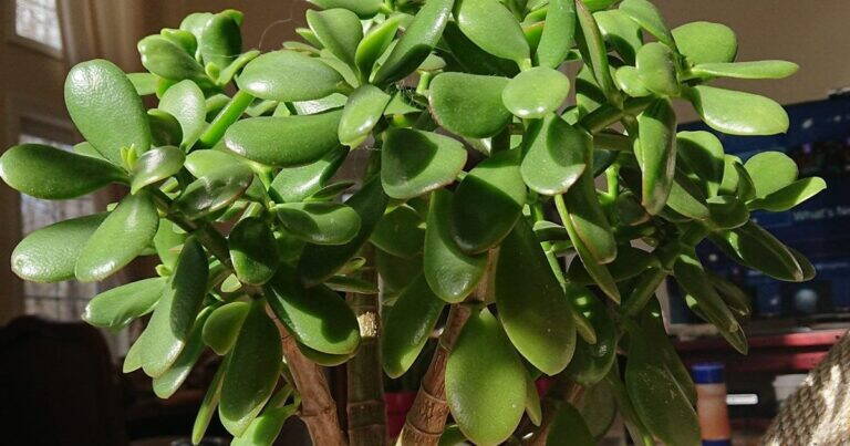L’Albero di Giada: la Pianta Simbolo di Fortuna e Prosperità Secondo il Feng Shui