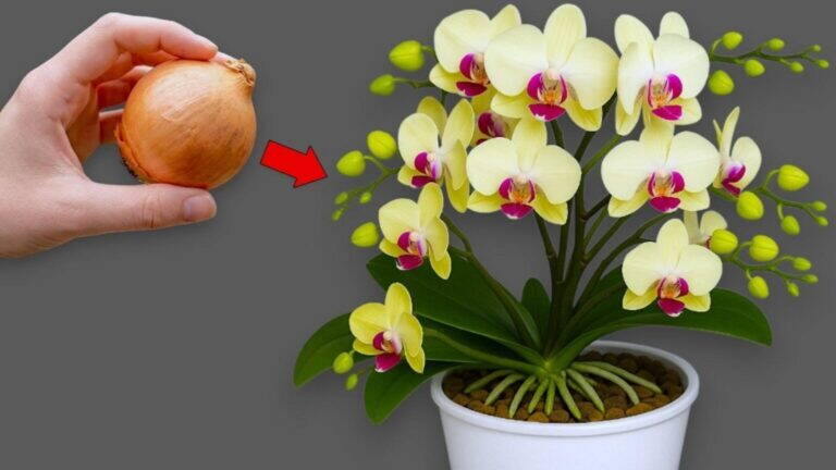 5 semplici trucchi per avere orchidee sane e favorire fioriture regolari