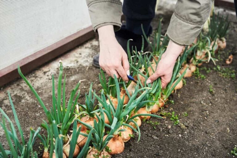 Cipolle più grandi e sane: 5 trucchi efficaci per ottenere bulbi grossi e ricchi di sapore