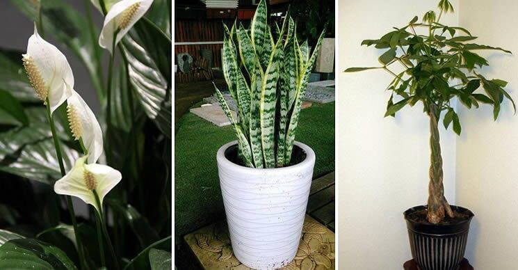 15 piante che purificano l’aria di casa più efficacemente