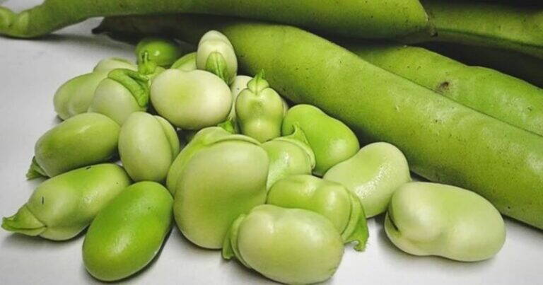 Fave: un legume ricco di nutrienti che sostiene ossa, cuore e benessere generale