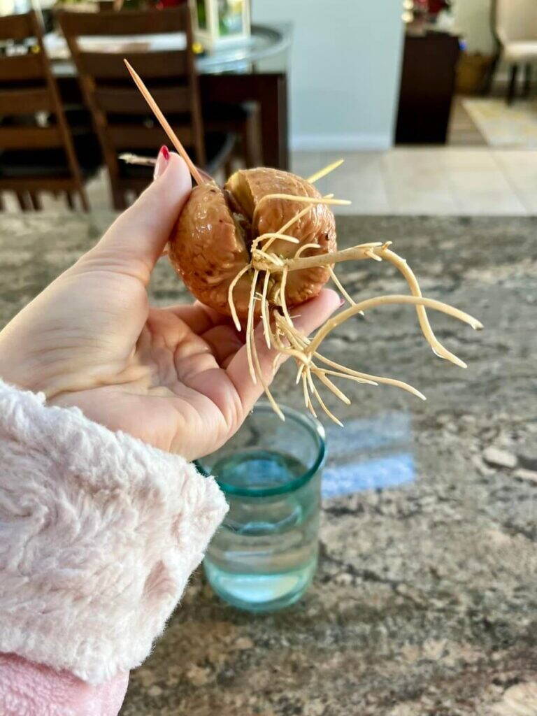 10 semi di frutta facili da far germogliare in casa: trasforma gli scarti in splendide piante