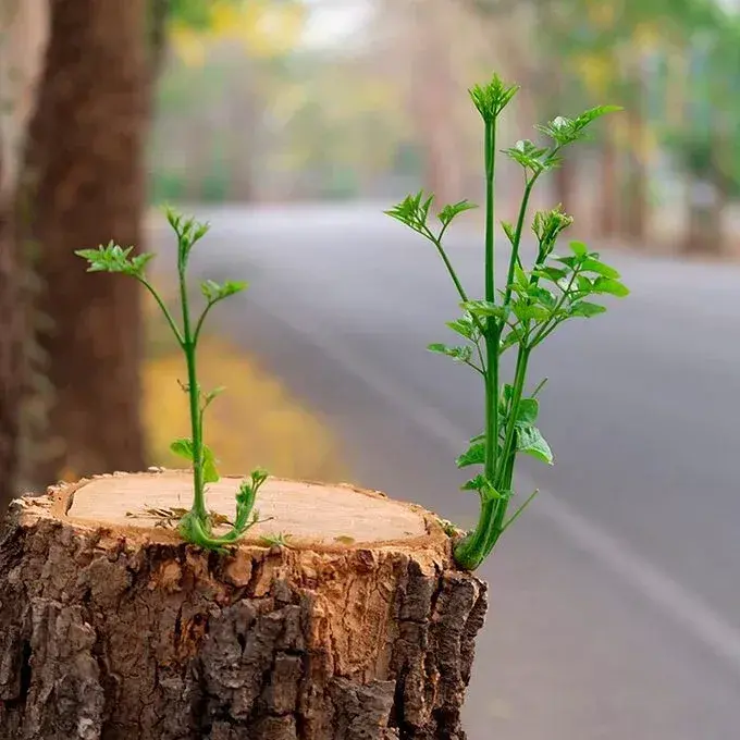 Come eliminare un ceppo d’albero con il sale di Epsom: il metodo semplice per impedirne la ricrescita